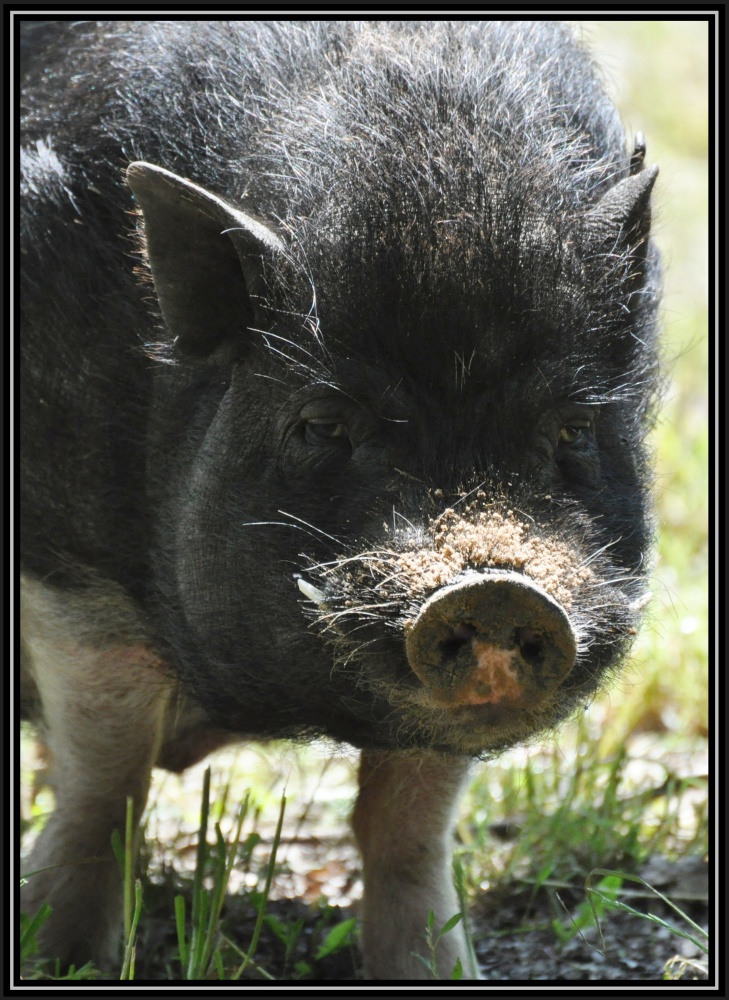 ich werd hier noch zum Trüffelschwein