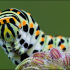 Ich werd mal ein Schwalbenschwanz "Papilio machaon "