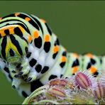 Ich werd mal ein Schwalbenschwanz "Papilio machaon "