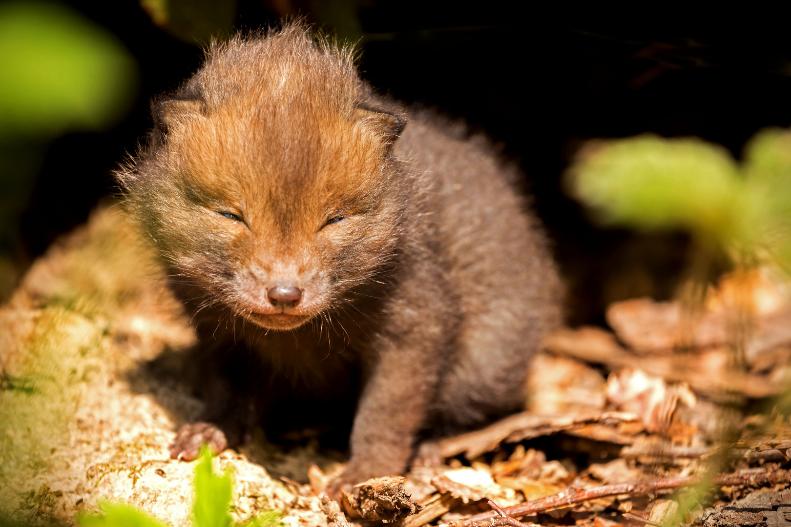 Ich werd mal ein wilder Foto & Bild fotos, natur, tiere Bilder auf