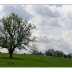 Ich werde auch noch grün, wenn diese Wolken regen bringen!