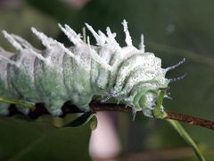 Ich werde bald ein großer Schmetterling...