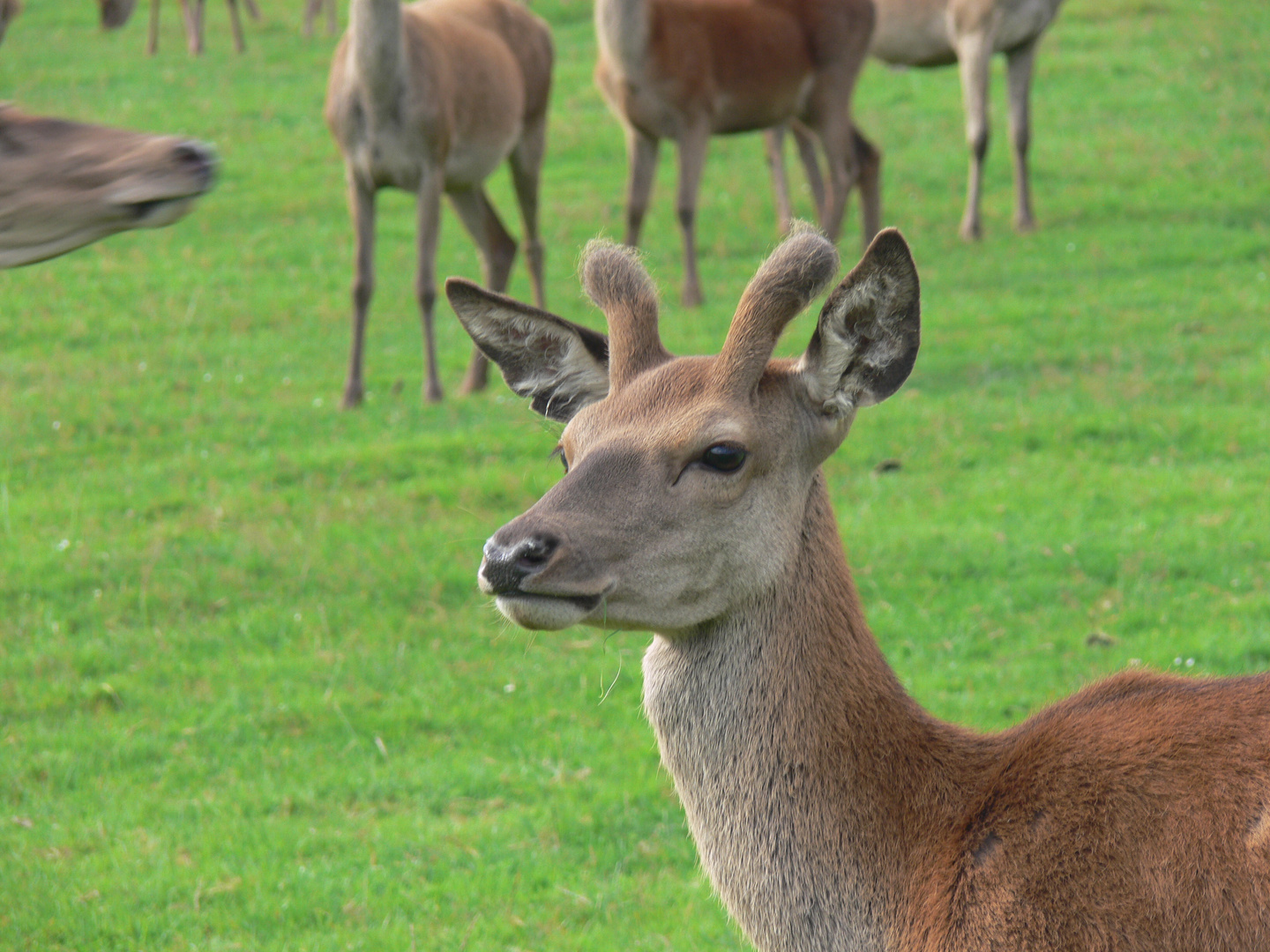 Ich werde bestimmt auch mal ein großer Hirsch