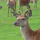 Ich werde bestimmt auch mal ein großer Hirsch