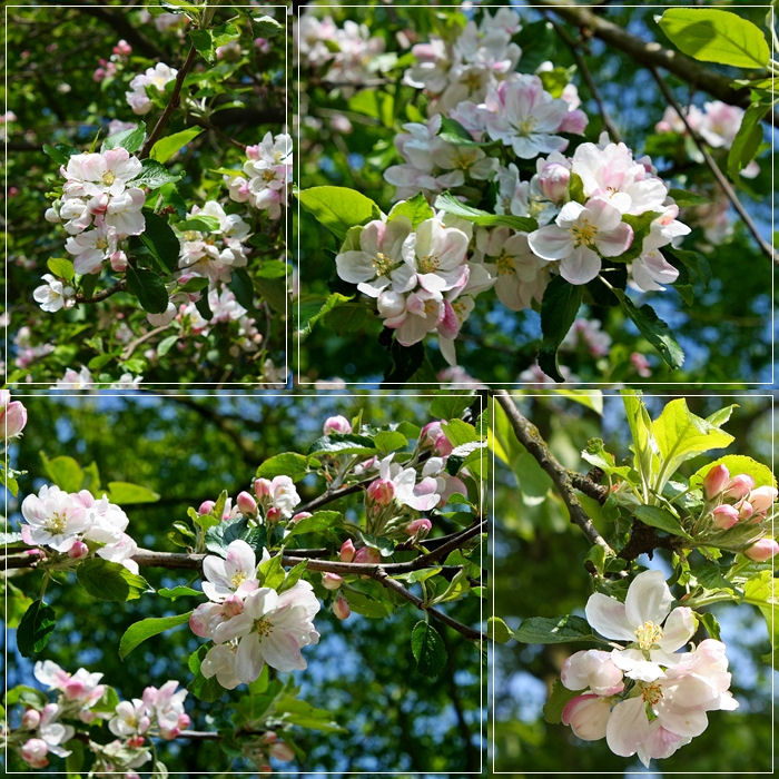 Ich werde ein Apfel...mmh lecker oder ?