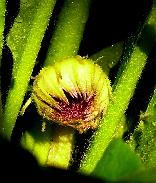 Ich werde eine Gerbera