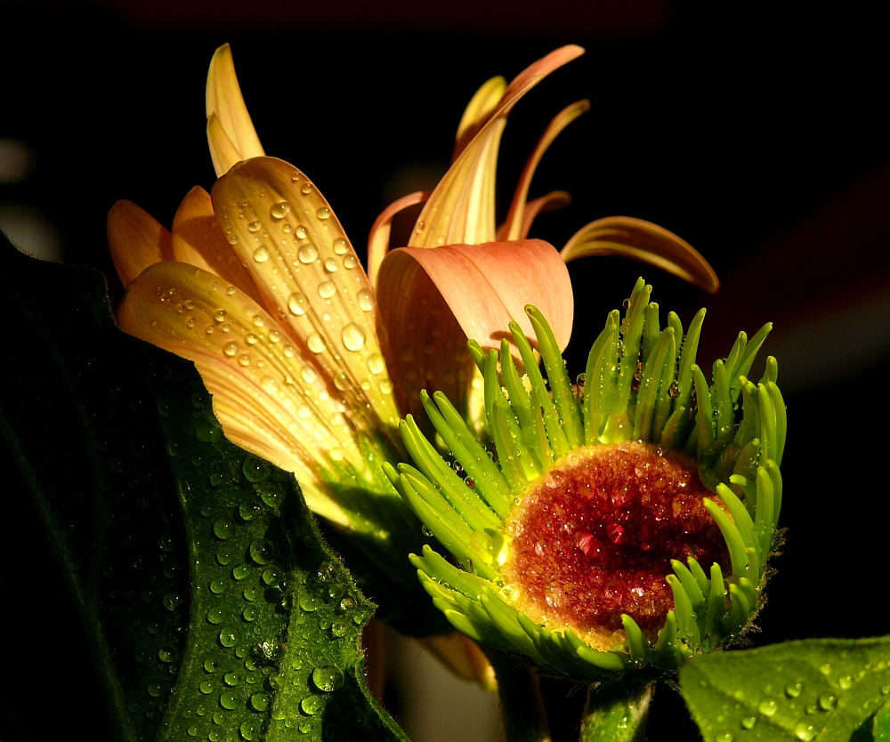 Ich werde eine Gerbera II