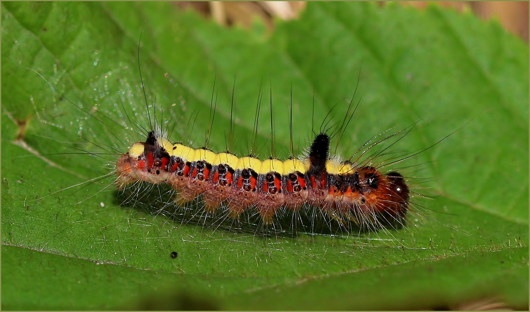 Ich werde eine Pfeileule (Acronicta psi).