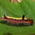 Ich werde eine Pfeileule (Acronicta psi).