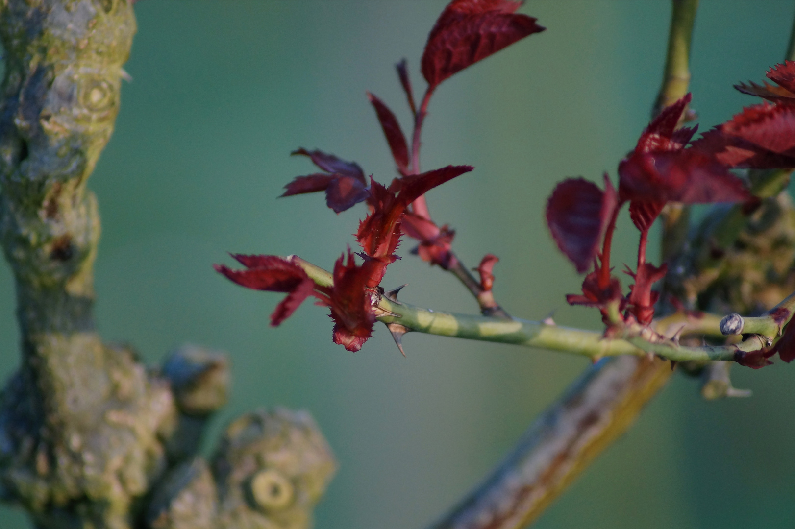 Ich werde eine Rose sein