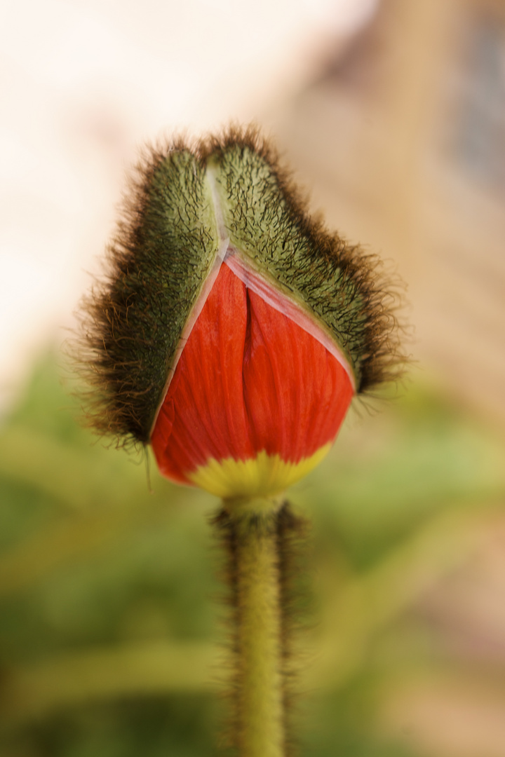 Ich werde eine wunderschöne Mohnblüte