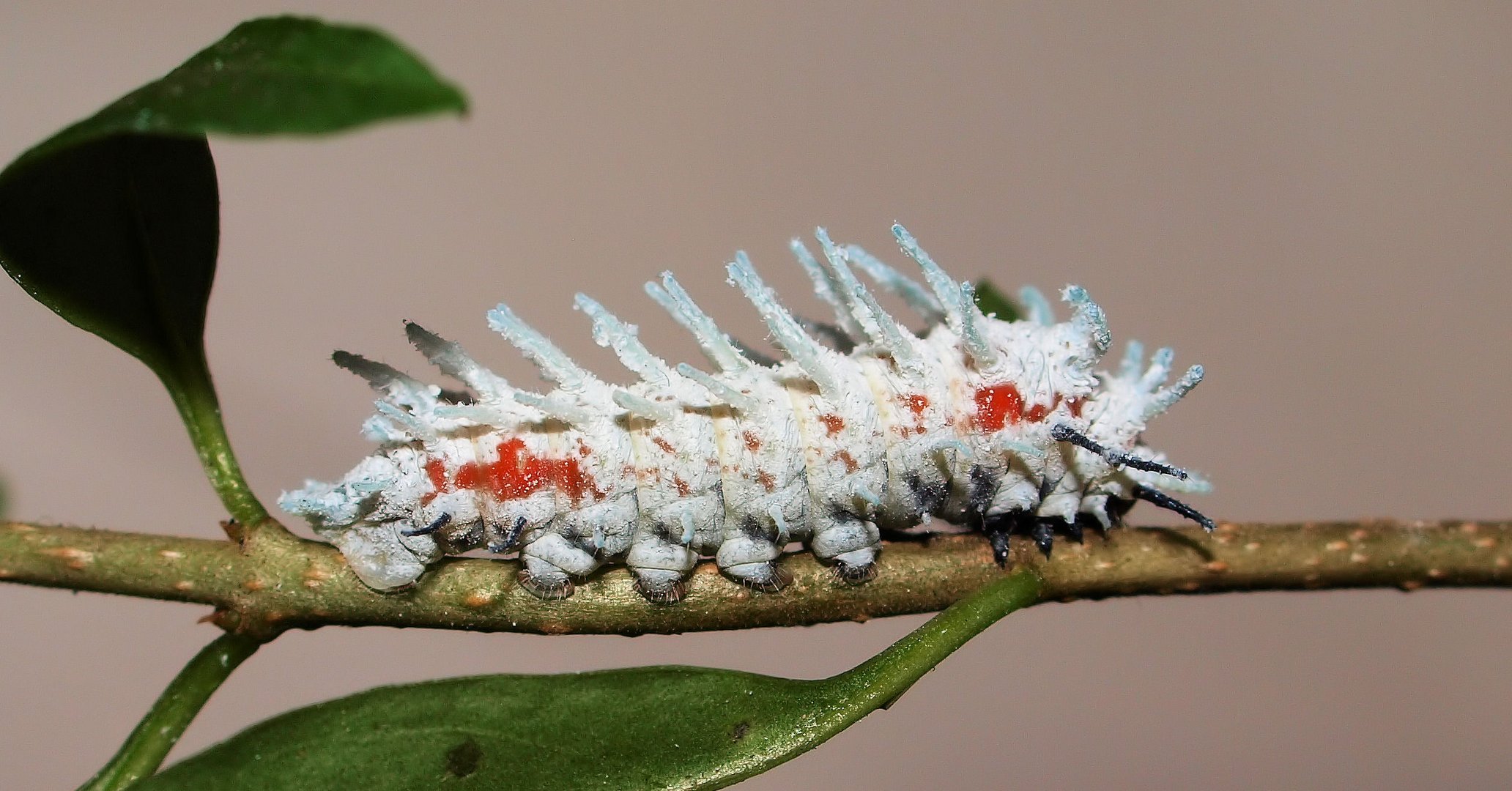 Ich werde mal der größte Schmetterling der Welt