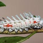 Ich werde mal der größte Schmetterling der Welt