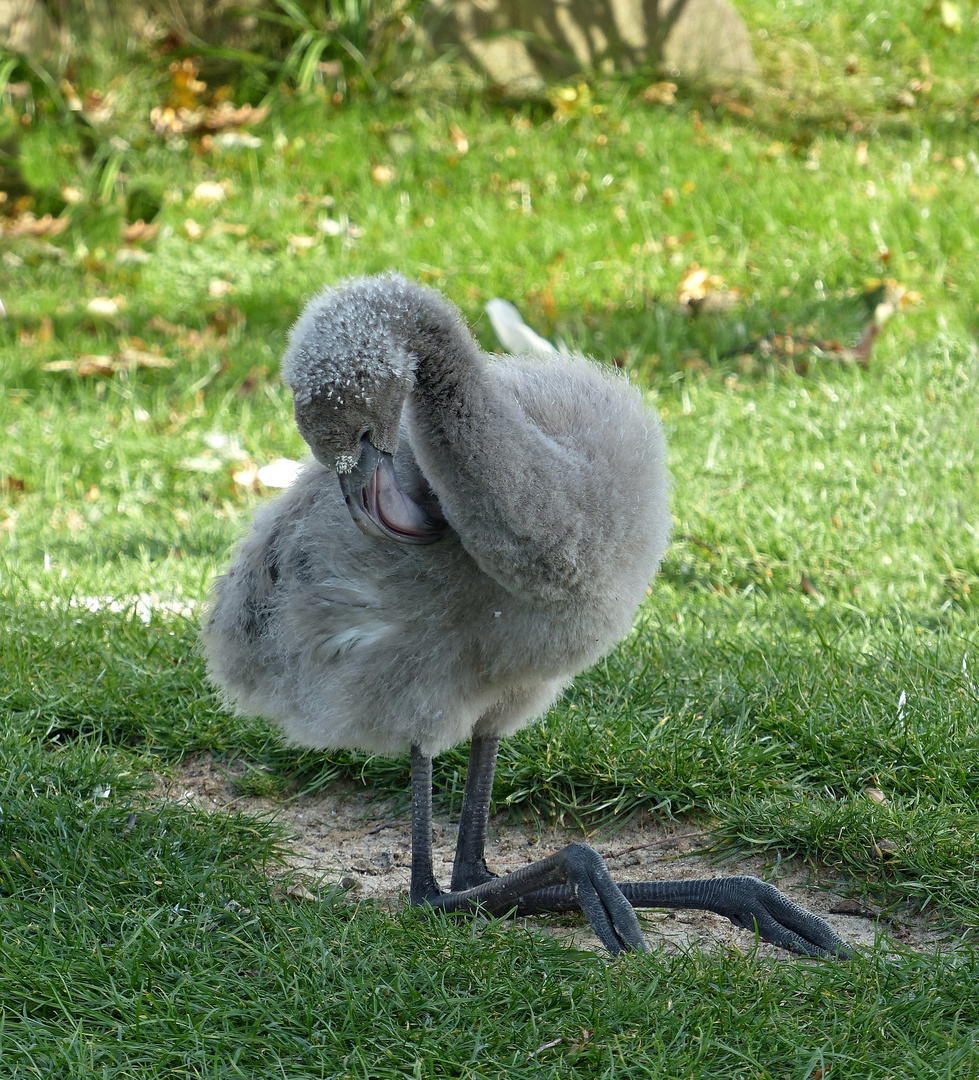 ich werde mal ein hübscher Flamingo