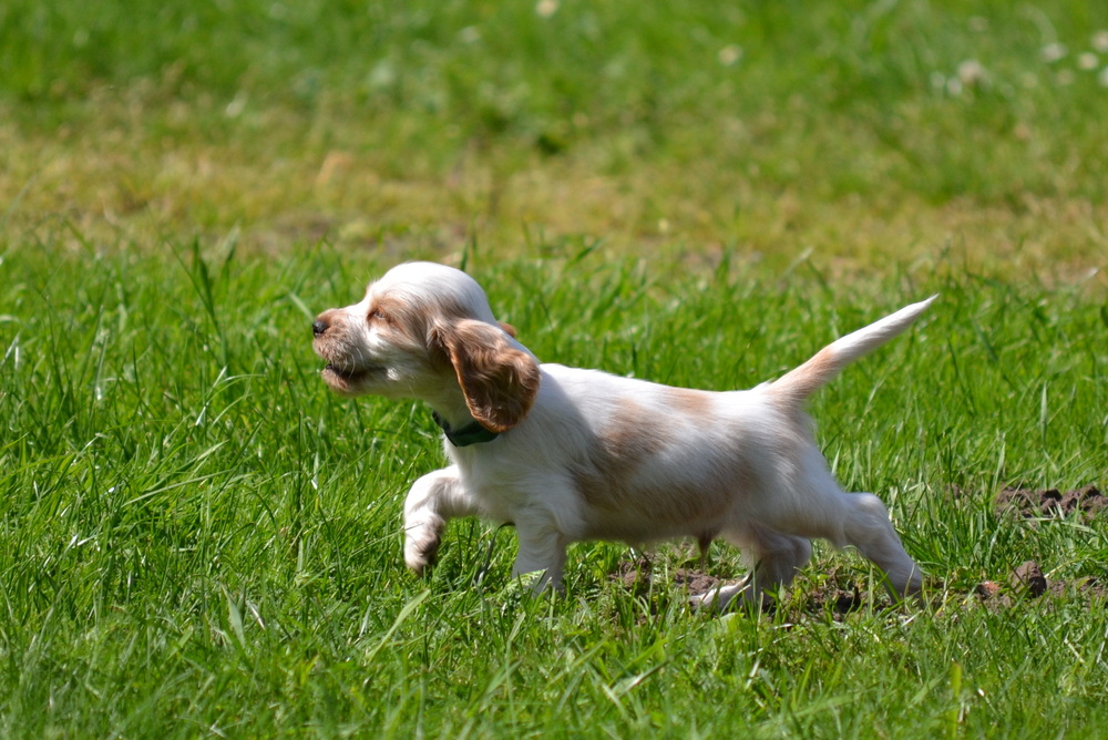 ich werde mal ein Jagdhund