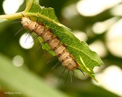 Ich werde mal ein Schmetterling