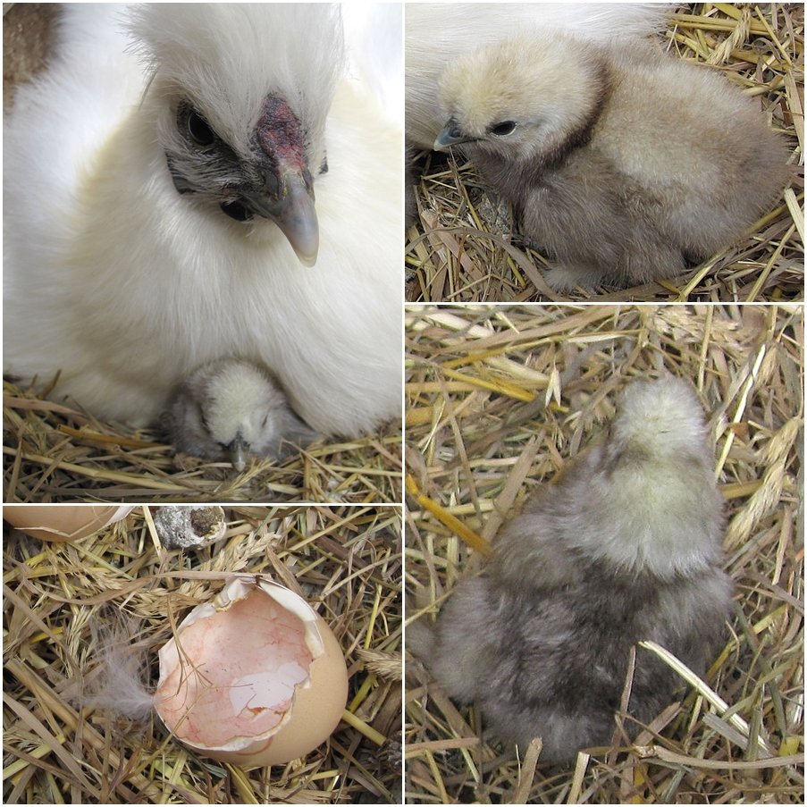 Ich werde mal ein Zwergseidenhuhn