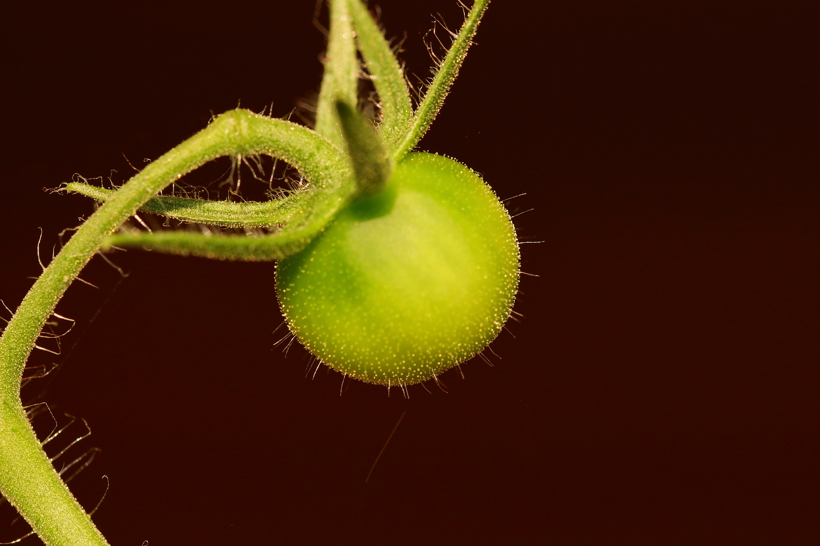 Ich werde mal eine richtige große rote Tomate