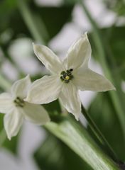 ...ich werde mal scharf  (Pepperoniblüte)