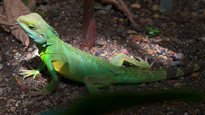 Ich werde noch größer wart nur ab .....