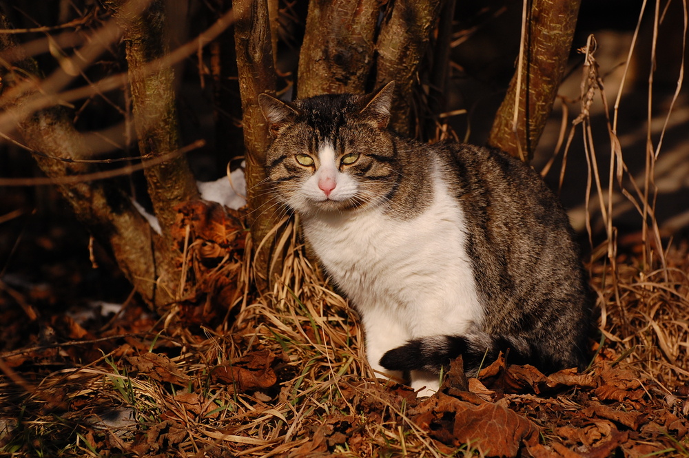 ...ich werde noch Katzenfan....