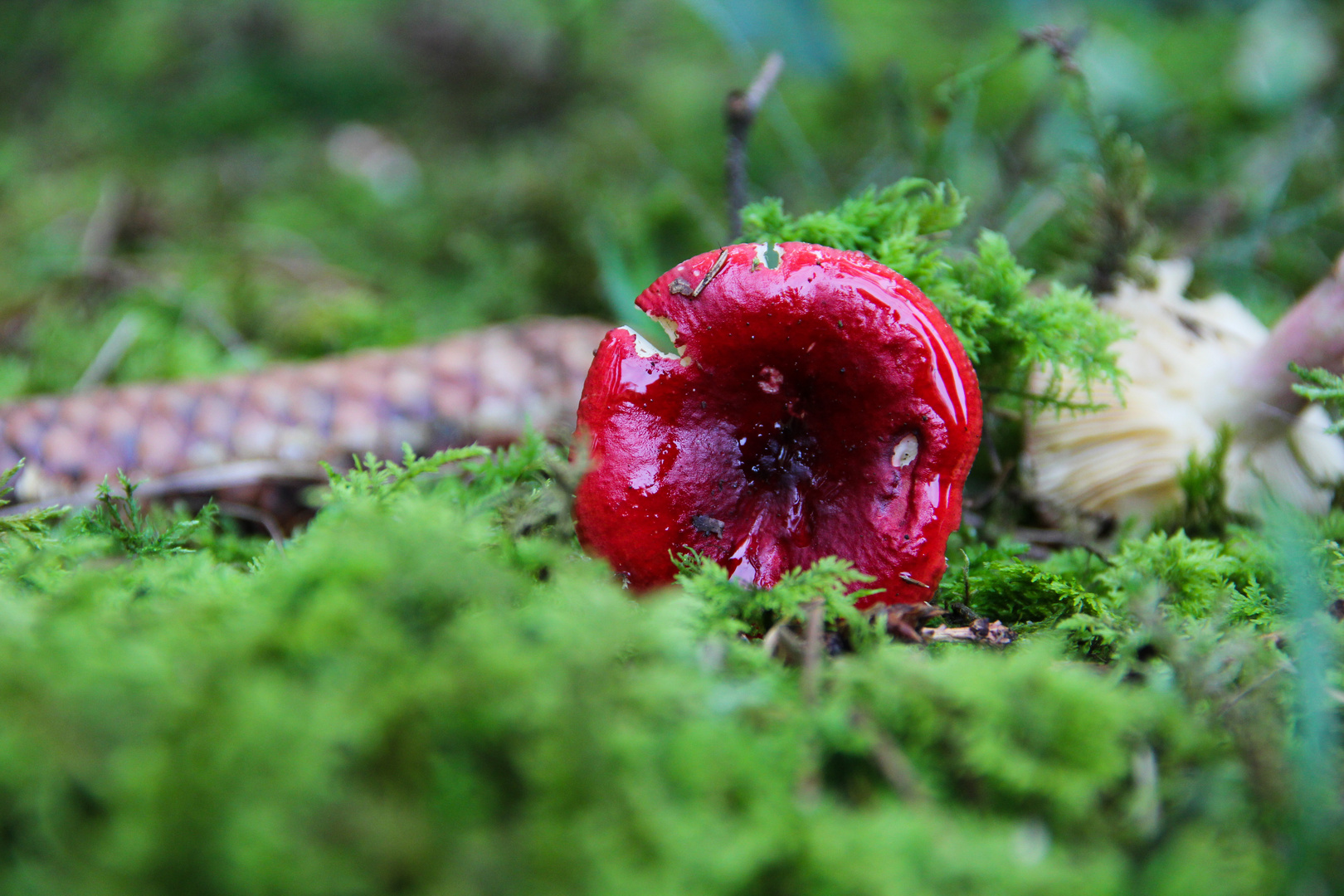 ich werde Rot