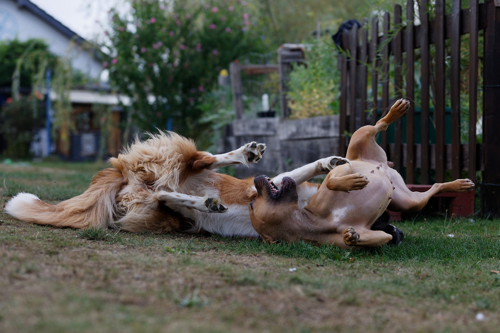 Ich werf dann mal die Hunde in den Garten.. 