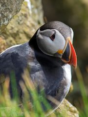 Ich wiiiiill Puffins...