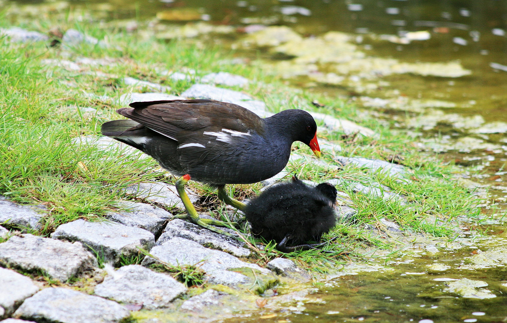 Ich will aber nicht ins Wasser!!