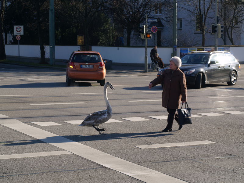 Ich will aber über die Strasse..