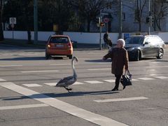 Ich will aber über die Strasse..