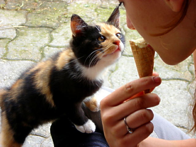 ich will auch ein eis