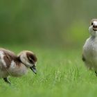 Ich will auch Fuuuuuußball kucken!