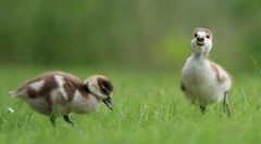 Ich will auch Fuuuuuußball kucken!