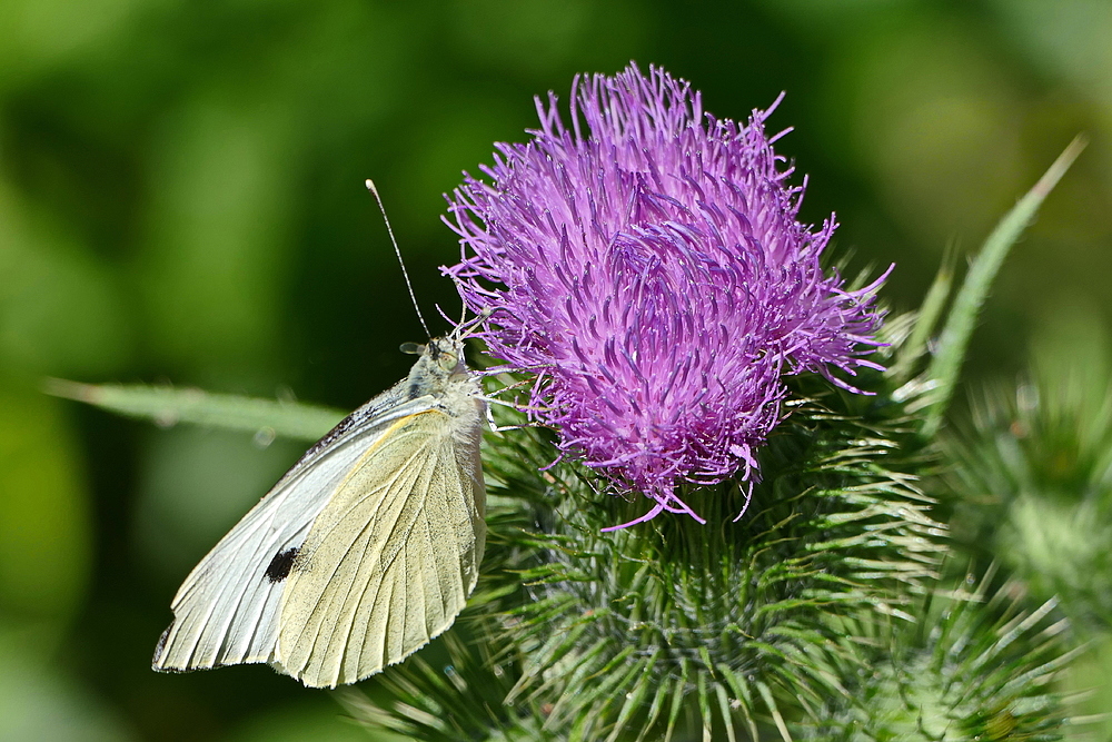 ich will auch mal von der Distel kosten