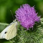 ich will auch mal von der Distel kosten