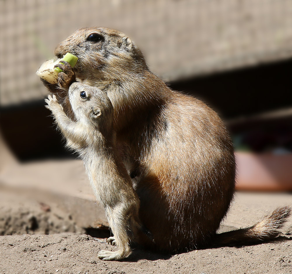 Ich will auch, Mama !