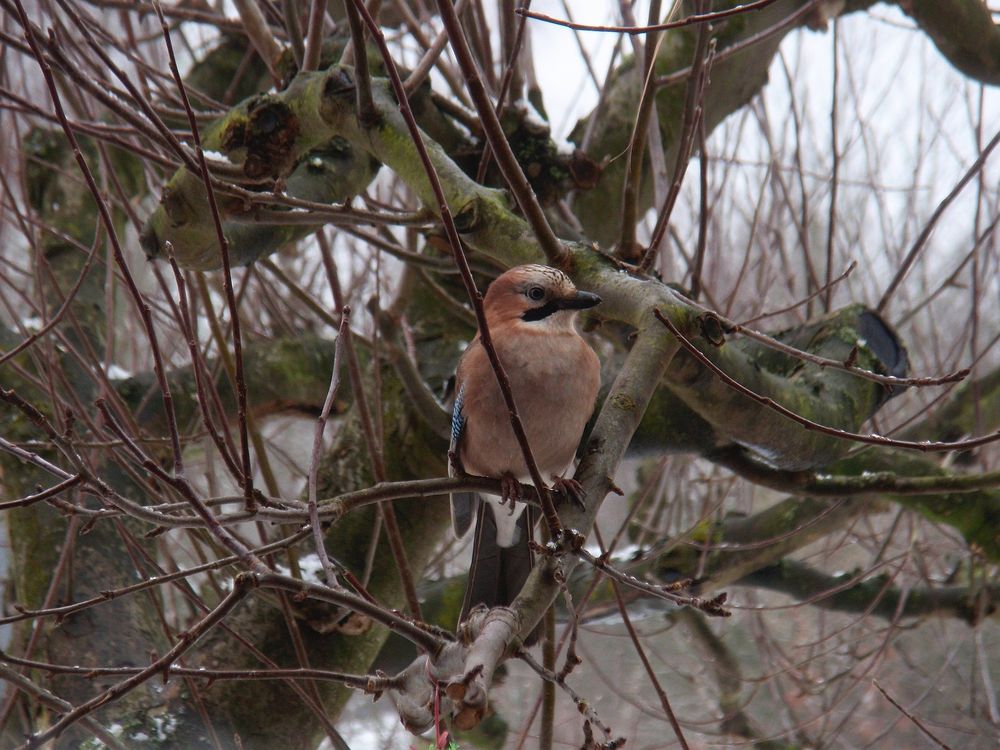 Ich will auch Vogelfutter - Eichelhäher (Garrulus glandarius)