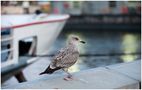 Ich will auch zum Ducksteinfestival, Mama!!! von Iris Peters 