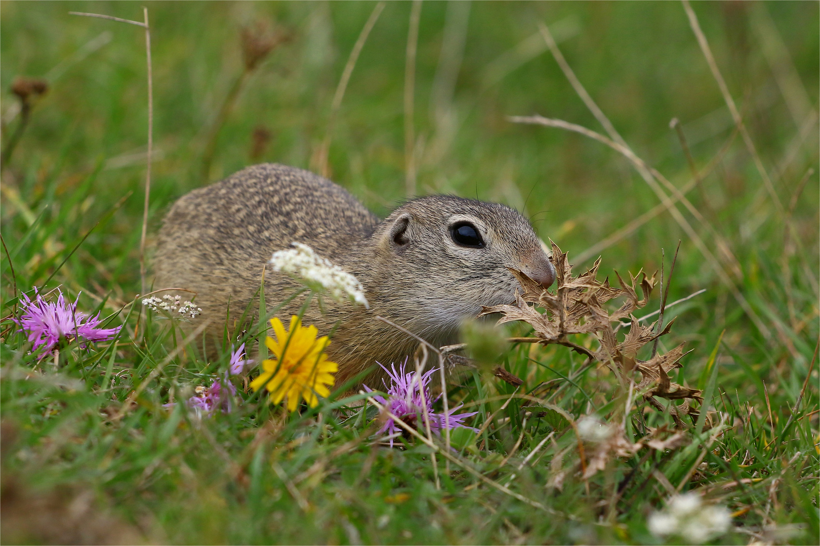 Ich will Blumen... zum Tag der Deutschen Einheit! Ziesel in Böhmen 