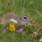 Ich will Blumen... zum Tag der Deutschen Einheit! Ziesel in Böhmen 