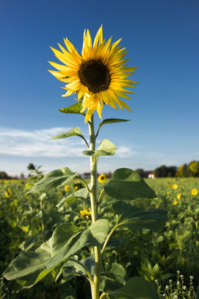 Ich will deine Sonne sein