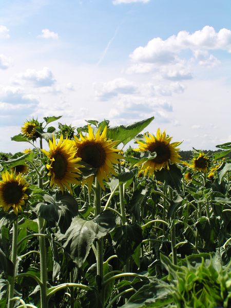 Ich will den Sommer zurück !!!!