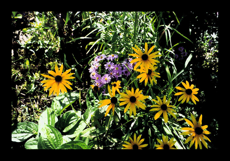 ich will die schönste gelbe blume sein ... nein ich!