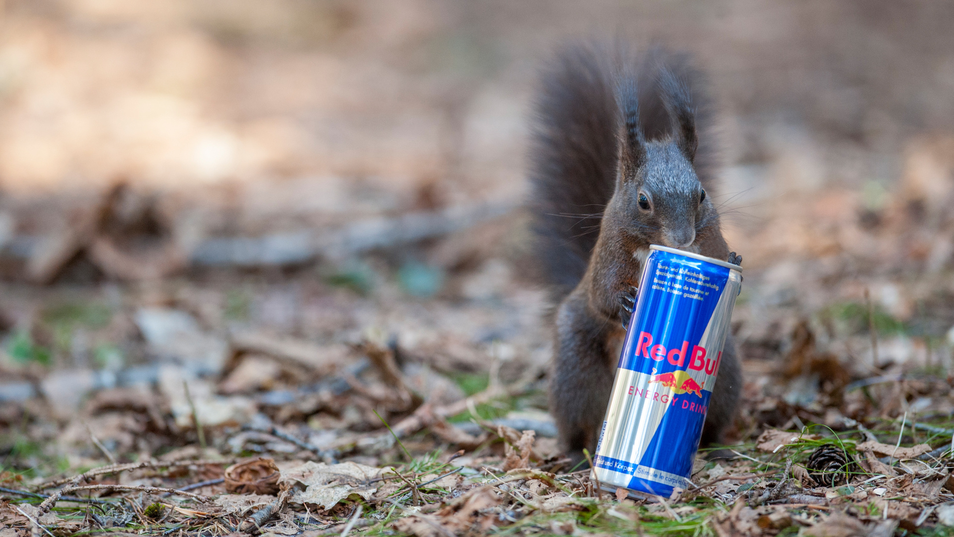 Ich will ein Flughörnchen werden. Deshalb trinke ich Red Bull!