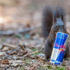 Ich will ein Flughörnchen werden. Deshalb trinke ich Red Bull!