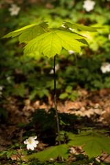 Ich will ein großer starker Baum werden!