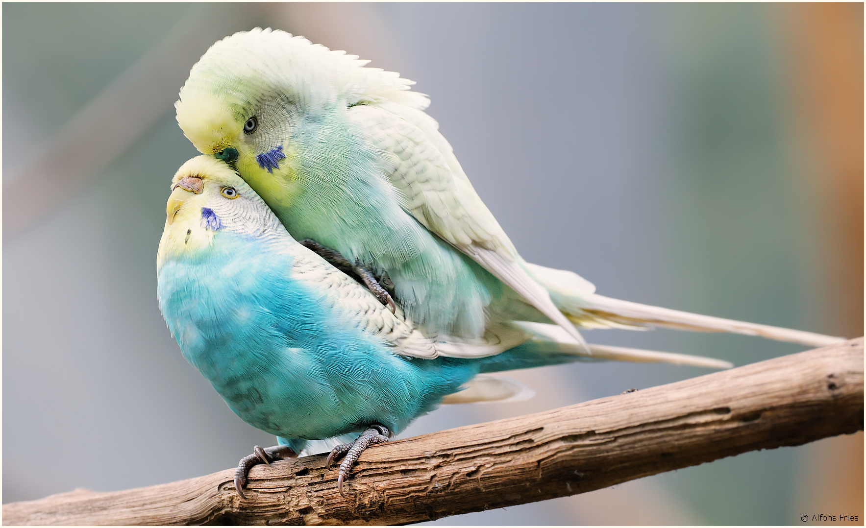 Ich will ein Kind von dir, ... du stolzer Adler! ;-)