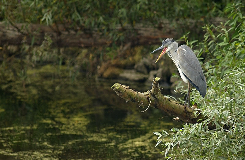 ich will einen Fisch