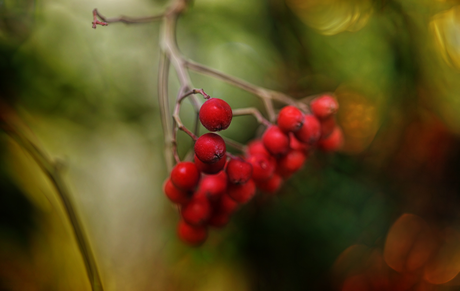 ich will endlich erdbeeren ...